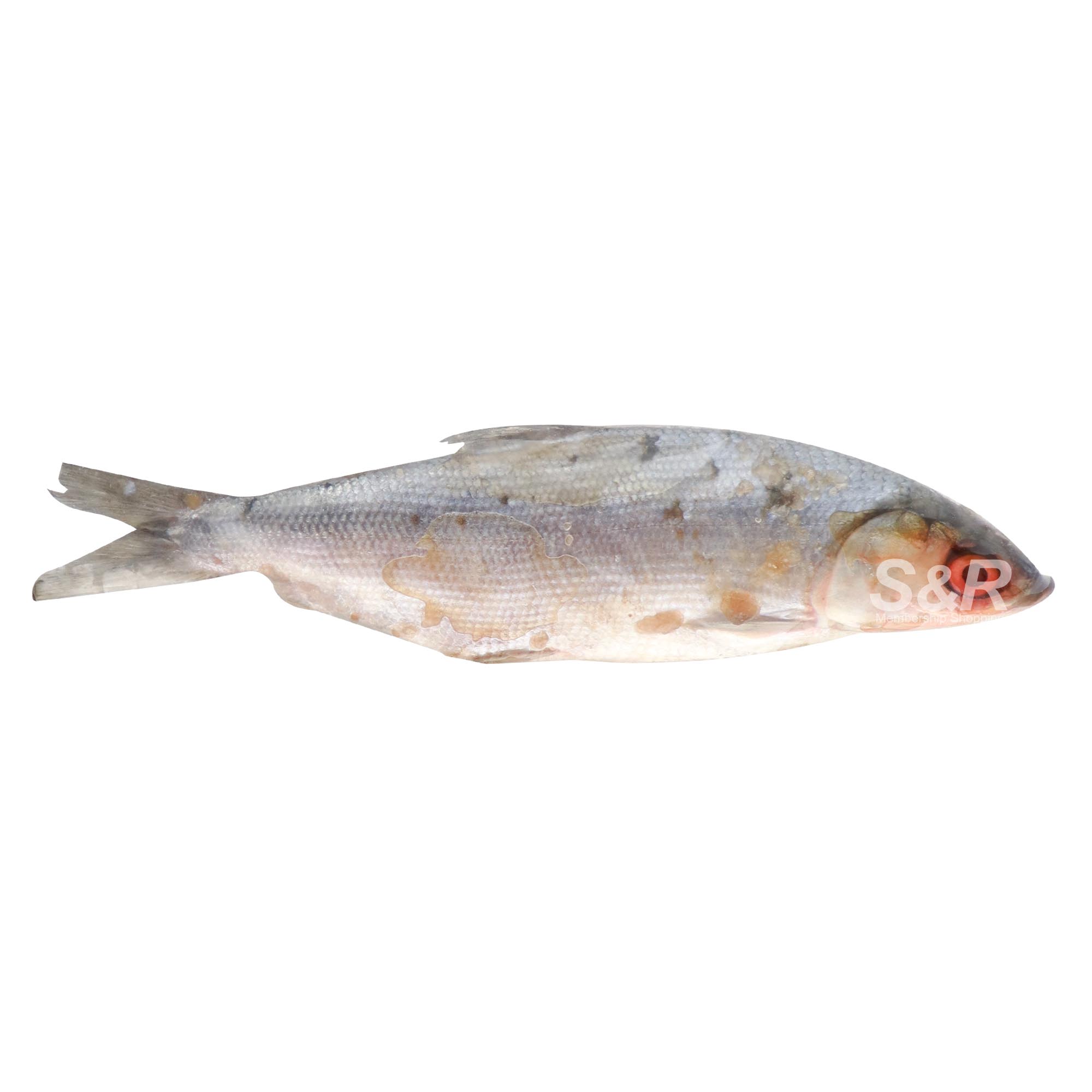 S&R Bangus Big approx. 1.2kg